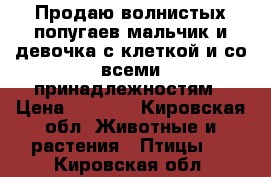 Продаю волнистых попугаев мальчик и девочка с клеткой и со всеми принадлежностям › Цена ­ 2 000 - Кировская обл. Животные и растения » Птицы   . Кировская обл.